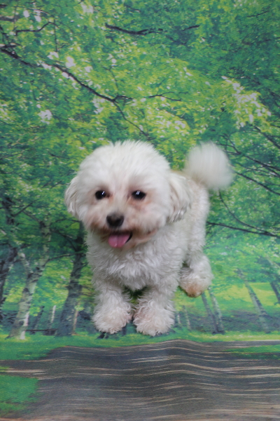 千葉県鎌ケ谷市のトイプードルのトリミング前画像