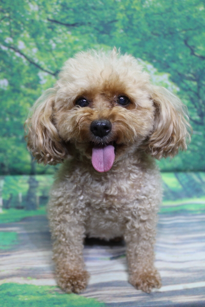 千葉県船橋市のトイプードルのトリミング前画像