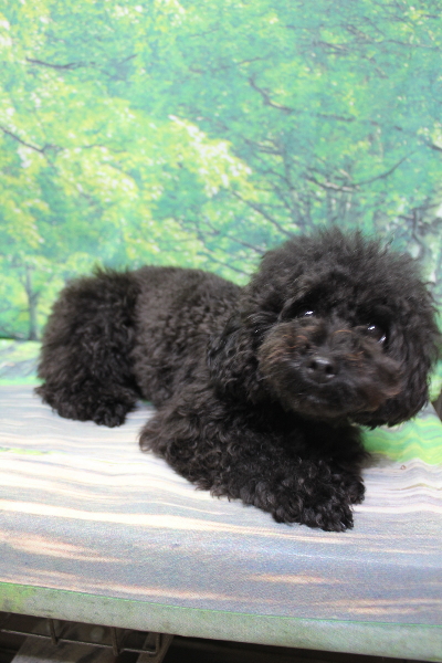 千葉県鎌ヶ谷市のトイプードルのトリミング前画像