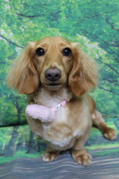 千葉県船橋市のミニチュアダックスのトリミング画像