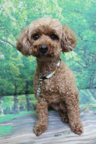 千葉県船橋市のトイプードルのトリミング前画像