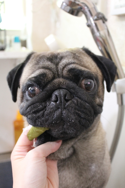 千葉県鎌ケ谷市のパグの歯磨き画像