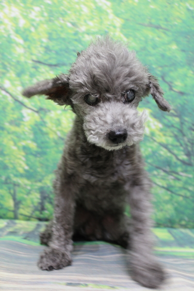 千葉県船橋市のトイプードルのトリミング前画像