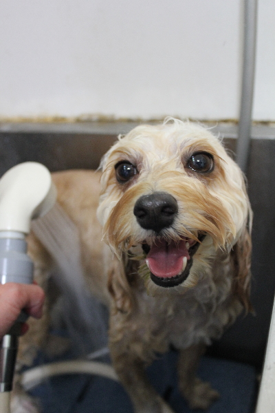 千葉県鎌ヶ谷市のミックス犬のオゾンシャワー画像
