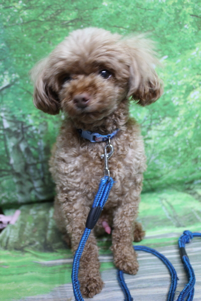 千葉県船橋市のトイプードルのトリミング前画像