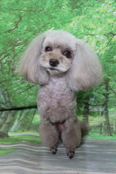 千葉県船橋市のトイプードルのトリミング画像