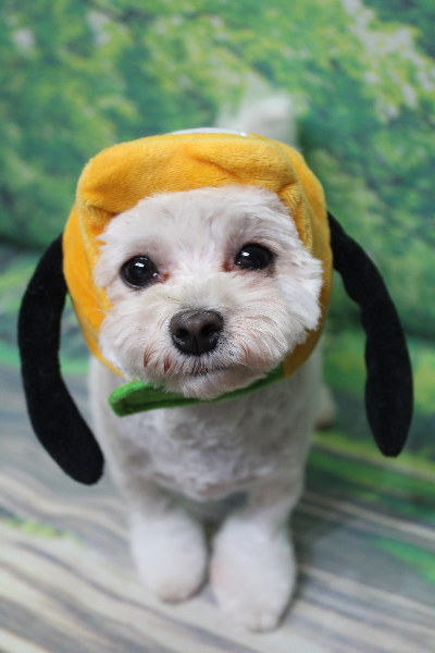 千葉県鎌ケ谷市のトイプードルのトリミング画像