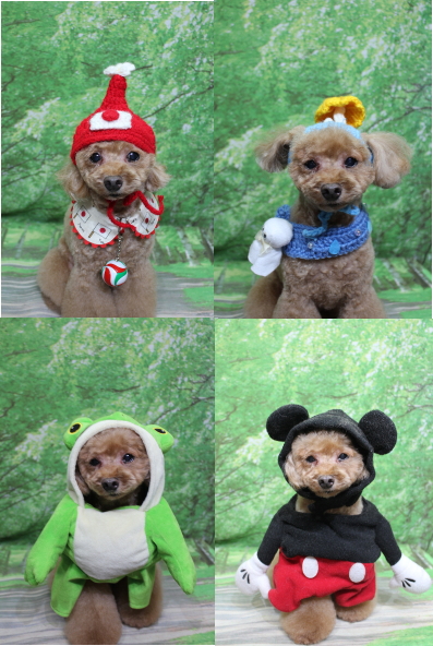 千葉県船橋市のトイプードルのトリミング画像