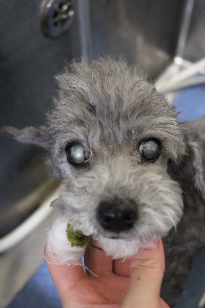 千葉県船橋市のトイプードルの歯磨き画像