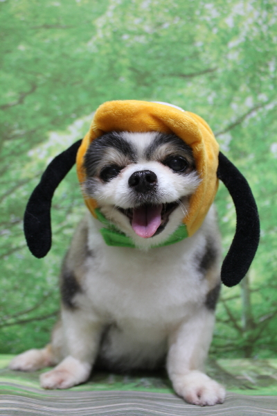 千葉県鎌ケ谷市のチワワのトリミング画像