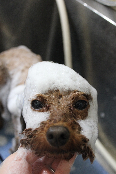 千葉県市川市のトイプードルのシャンプー画像