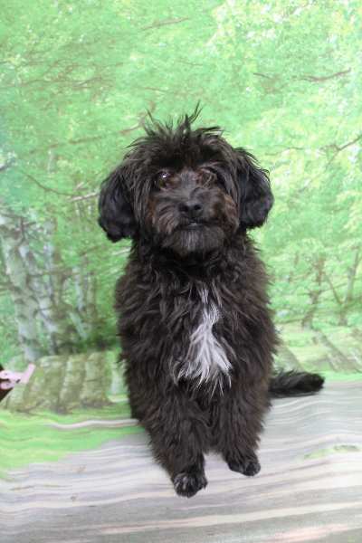 千葉県千葉市のミックス犬トリミング前画像