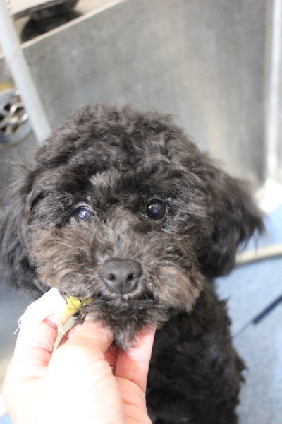 千葉県船橋市のトイプードルの歯磨き画像