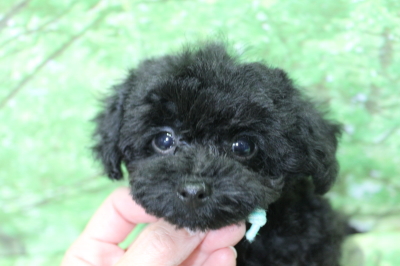 トイプードルブリーダーの子犬、トリミング画像