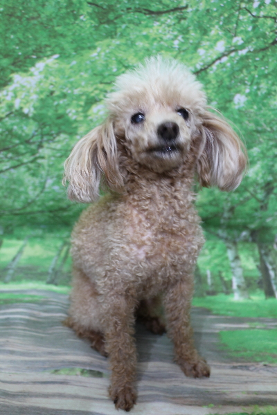 千葉県船橋市のトイプードルのトリミング前画像