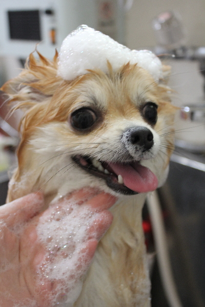 千葉県船橋市のミックス犬のシャンプー画像