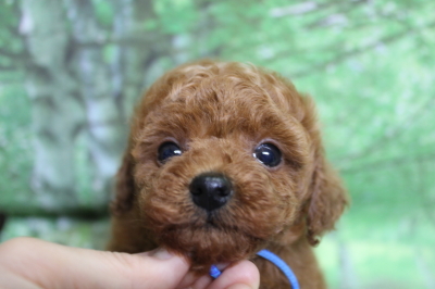 トイプードルブリーダーの子犬、トリミング画像