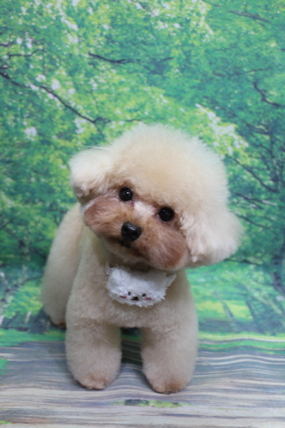 千葉県鎌ケ谷市のトイプードルのトリミング画像