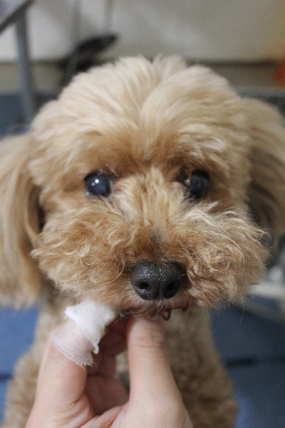 千葉県船橋市のトイプードルの歯磨き画像