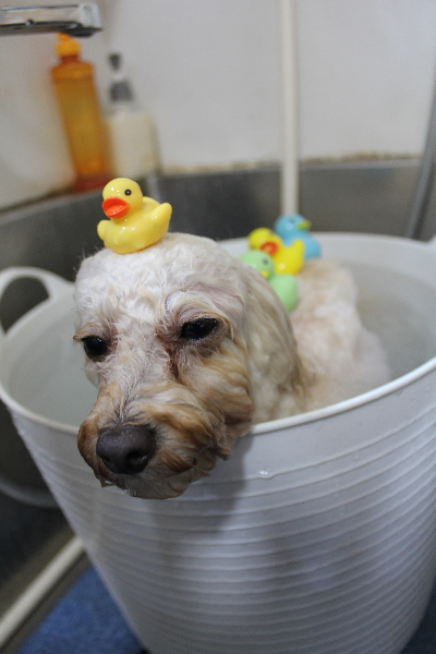 千葉県鎌ヶ谷市のトイプードルの炭酸泉画像