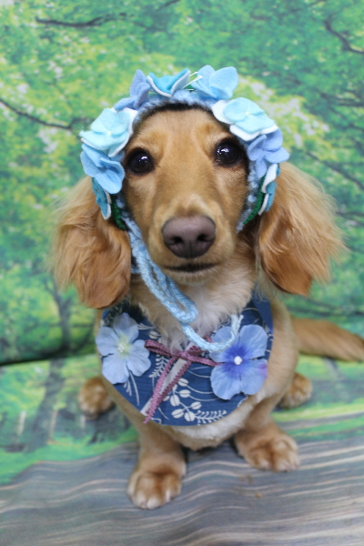 千葉県船橋市のミニチュアダックスのトリミング画像