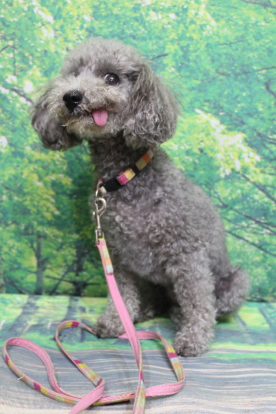 千葉県船橋市のトイプードルのトリミング前画像