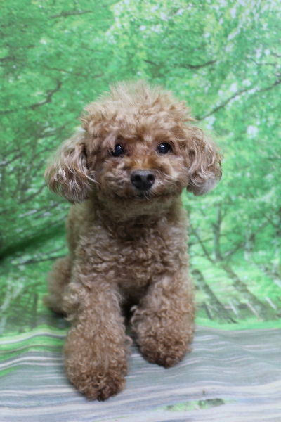 千葉県船橋市のトイプードルのトリミング前画像