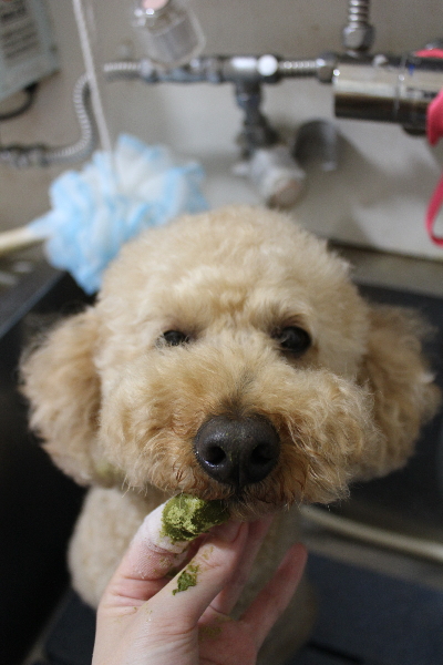 千葉県船橋市のトイプードルの歯磨き画像