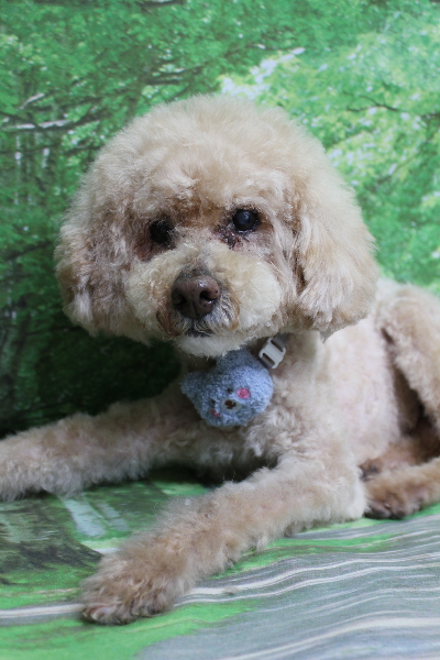 千葉県船橋市のトイプードルのトリミング画像