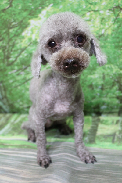 千葉県船橋市のトイプードルのトリミング画像