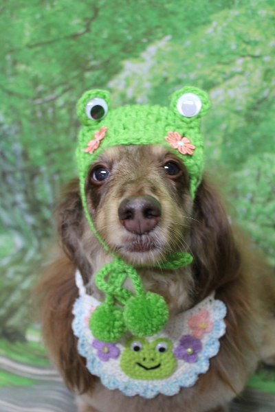 千葉県松戸市のミニチュアダックスのトリミング画像