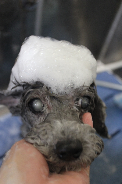千葉県船橋市のトイプードルのシャンプー画像
