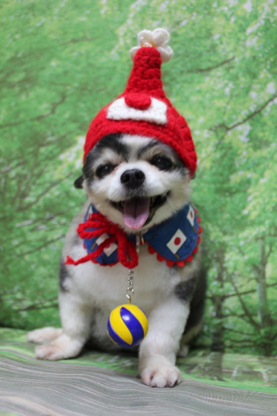 千葉県鎌ケ谷市のチワワのトリミング画像