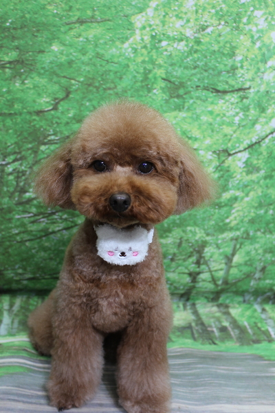 千葉県市川市のトイプードルのトリミング画像