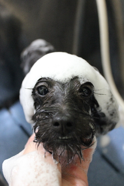 千葉県千葉市のミックス犬のシャンプー画像