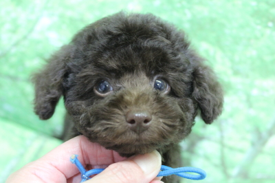 トイプードルブリーダーの子犬、トリミング画像