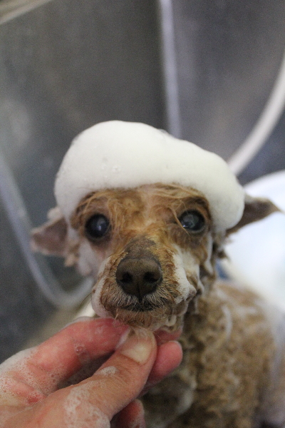 千葉県船橋市のトイプードルのシャンプー画像