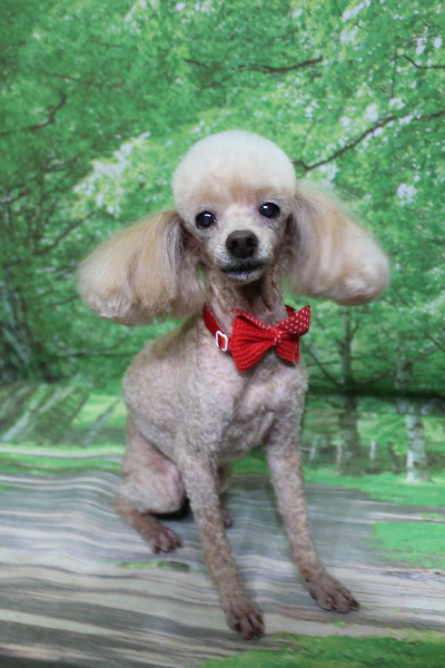 千葉県船橋市のトイプードルのトリミング画像