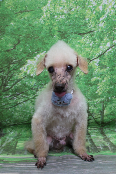 千葉県船橋市のトイプードルのトリミング画像