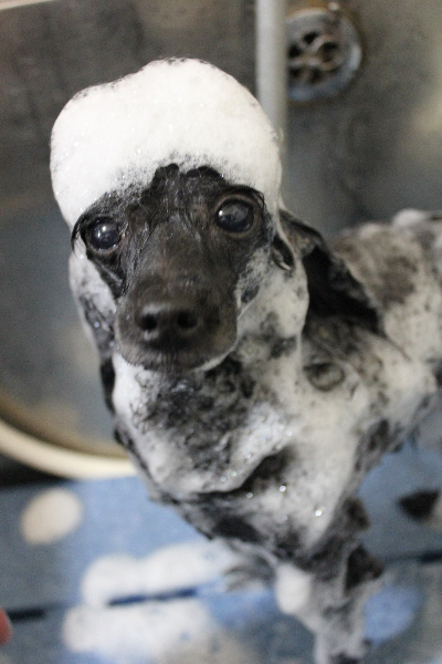 千葉県船橋市のトイプードルのシャンプー画像