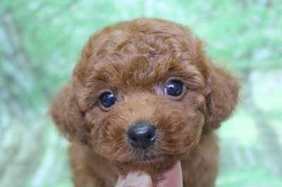 トイプードルブリーダーの子犬、トリミング画像