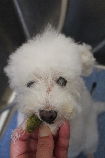 千葉県習志野市のトイプードルの歯磨き画像