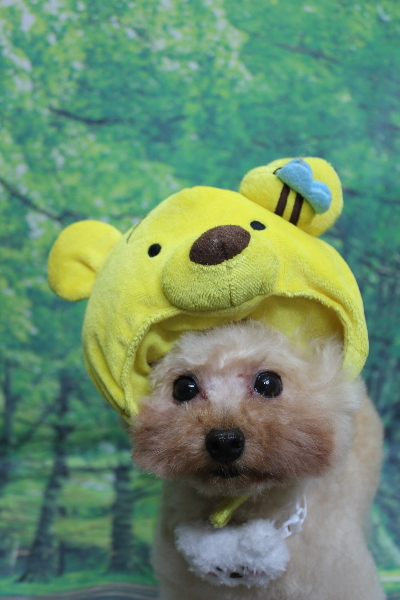 千葉県鎌ケ谷市のトイプードルのトリミング画像