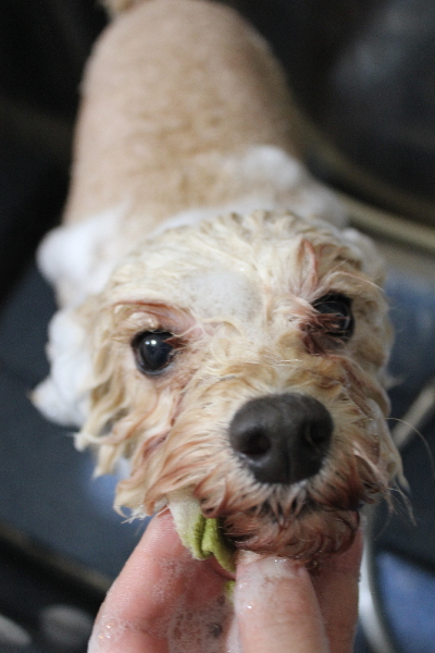千葉県鎌ケ谷市のトイプードルの歯磨き画像