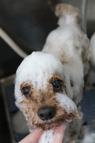 千葉県船橋市のトイプードルのシャンプー画像