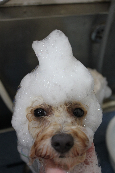 千葉県鎌ヶ谷市のトイプードルのシャンプー画像