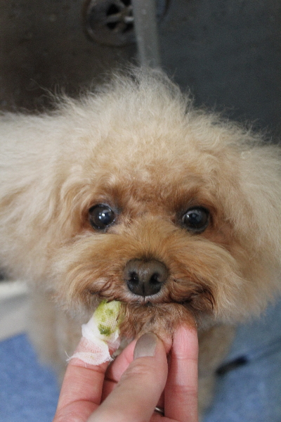 千葉県千葉市のトイプードルの歯磨き画像