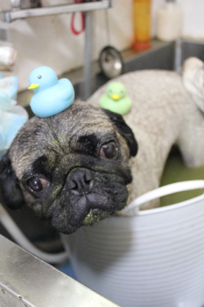 千葉県鎌ケ谷市のパグのハーブ湯画像