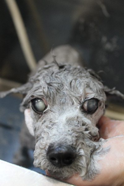 千葉県船橋市のトイプードルのシャンプー画像