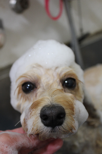 千葉県鎌ヶ谷市のミックス犬のシャンプー画像
